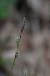 Blue Ridge sedge